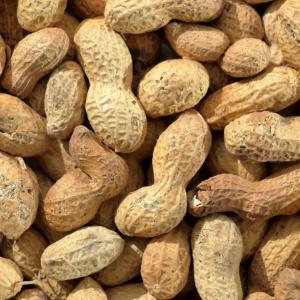 arachis