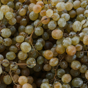 grapeseed
