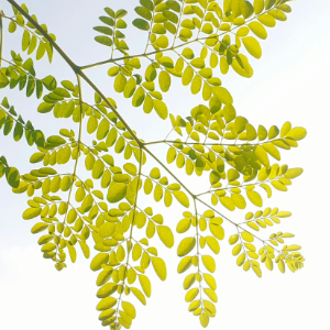 moringa