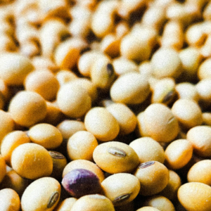 soybean